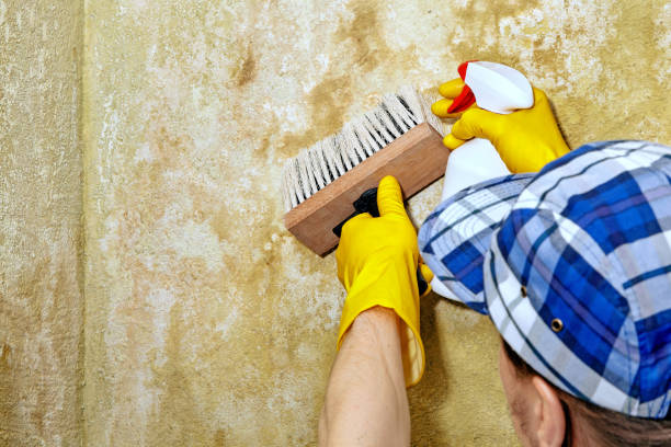 Best Attic Mold Removal  in Granby, MO